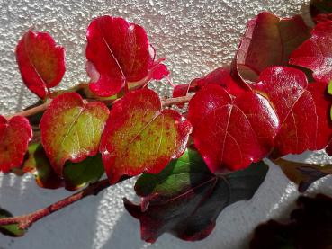 Leuchtend rotes Herbstlaub der Jungfernrebe Veitchii