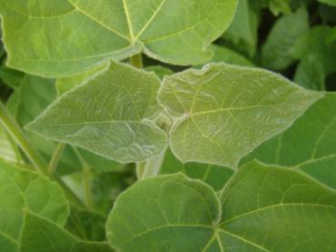 Paulownia fortunei Fast Blue