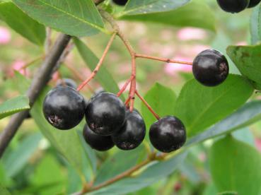 Schwarze Kulturapfelbeere Hugin - Aronia melanocarpa Hugin