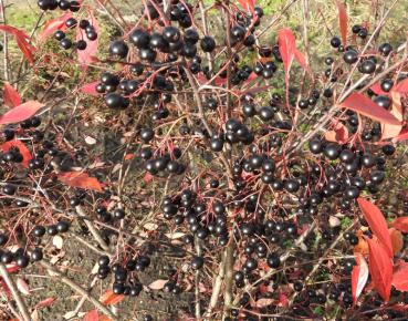 Reicher Fruchtbehang bei Aronia Hugin