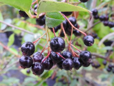 Die essbaren Früchte von Aronia Hugin