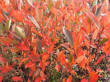 Rotes Herbstlaub der Schwarzen Apfelbeere