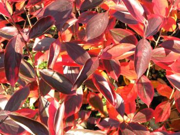 Tolles Herbstlaub bei Aronia melanocarpa Hugin