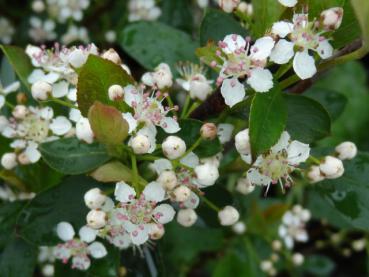 Blüten Aronia Hugin