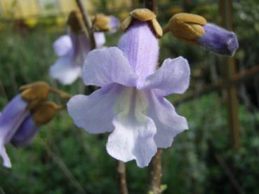 Paulownia tomentosa - Blauglockenbaum, Kiribaum