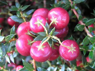 Pernettya mucronata Purpurea - Torfmyrthe rote Frucht