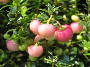 Pernettya mucronata Rosea, Bärljung Rosea