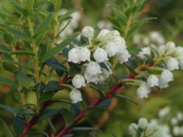 Torfmyrthe männlicher Bestäuber - Pernettya mucronata männlich