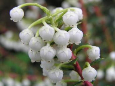 Torfmyrthe männlicher Bestäuber - weiße Blüten