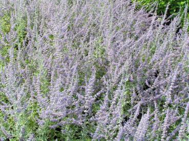 Perovskia superba Blue Spire