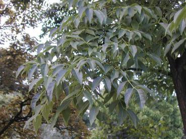 Korkbaum - gefiederte Blätter