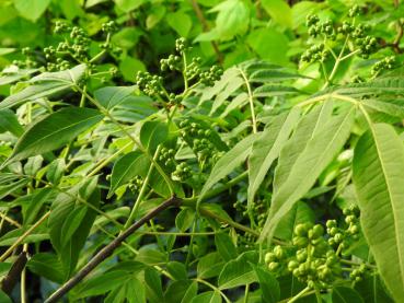 Grazile Blätter und Früchte des Amur-Korkbaums