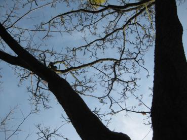 Blick in die winterliche Krone des Korkbaums