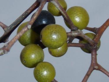 Die Früchte des Korkbaumes in der Nahaufnahme