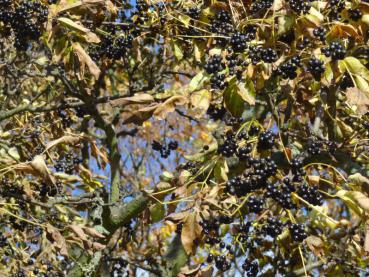 Schwarze Früchte und Gelbe Herbstfärbung vom Phellodendron amurense