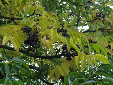 Schwarze Früchte des Korkbaumes, Aufnahme aus dem Oktober