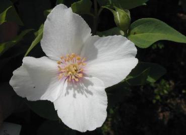 Gartenjasmin Belle Etoile - Philadelphus Belle Etoile