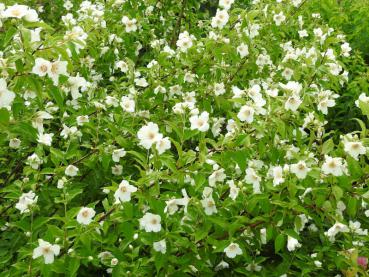 Der Gartenjasmin Belle Etoile trägt zahlreiche duftende Blüten im Juni.