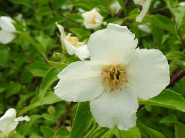 Philadelphus Belle Etoile