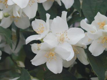 Weißblühender Bauernjasmin, Pfeifenstrauch