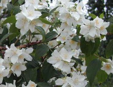 Bauernjasmin, Pfeifenstrauch - duftende, weiße Blüten