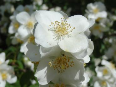 Detailaufnahme der Blüte des Bauernjasmin (Philadelphus coronarius)