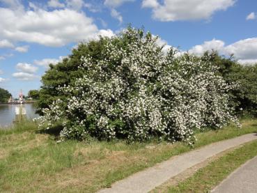 Der Bauernjasmin (Philadelphus coronarius) am natürlichen Standort