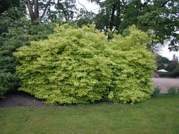 Philadelphus coronarius Aureus - Gold-Bauernjasmin