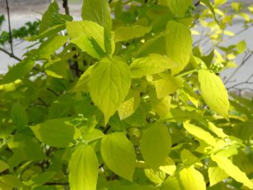 Gelbes Laub von Philadelphus coronarius Aureus