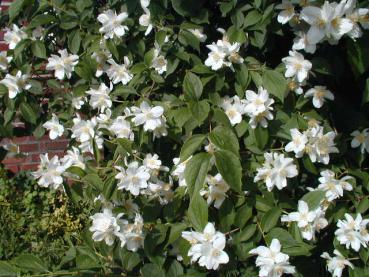 Weiße Blütenpracht beim Duftjasmin