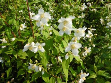 Duftjasmin - weiße, duftende Blüten im Frühsommer