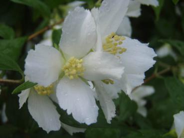 Weiße Blüten des Duftjasmins