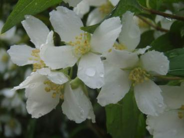 Duftende Blüten bei Philadelphus lemonei Erectus