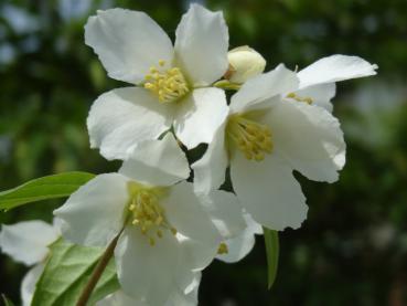 Stark duftend: die Blüten von Philadelphus Erectus