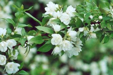 Weiße gefüllte Blüten - Gartenjasmin Manteau d'Hermine