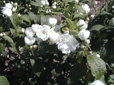 Weiße Blüten des Gartenjasmins Schneesturm
