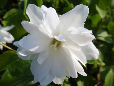 Duftender Blütenstrauch - Gartenjasmin Schneesturm