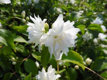 Duftende, weiße Blüten des Gartenjasmins Schneesturm