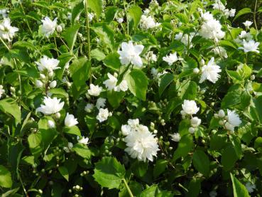 Reiche, weiße Blüte im Frühsommer: Gartenjasmin Schneesturm