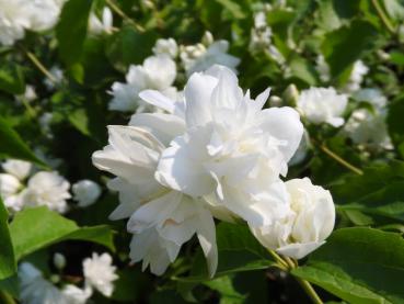 Gartenjasmin Schneesturm mit dicht gefüllten Blüten