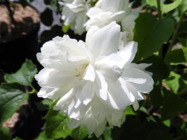 Weiße Einzelblüte von Gartenjasmin Schneesturm
