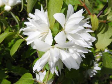 Der Gartenjasmin duftet, die Blüten sind weiß und gefüllt.