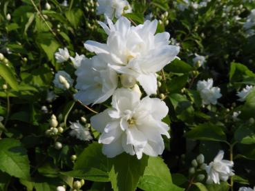 Gartenjasmin Schneesturm - gefülltblühender Zierstrauch