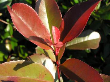 Rote Glanzmispel Red Robin - Photinia fraseri Red Robin