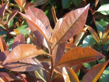 Rotes Laub von Photinia fraseri Red Robin