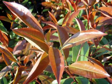 Photinia fraseri Red Robin im roten Sommerlaub