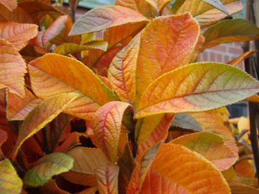 Photinia villosa - Glanzmispel