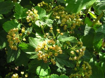 Smällspirea - Physocarpus opulifolius