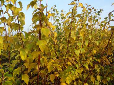 Im Herbst hat die Fasanenspiere eine gute Fernwirkung