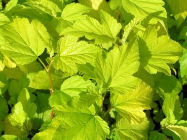 Physocarpus opulifolius Darts Gold - Gelblaubige Zwerg-Fasanenspiere